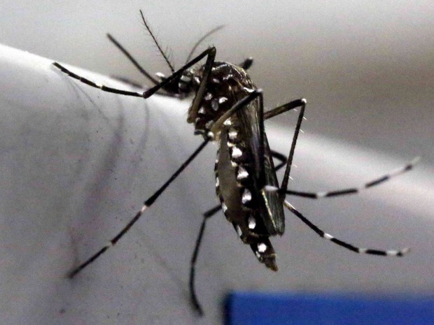 Vírus da zika circula em todos os estados