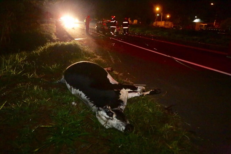 Vaca na pista causa morte de jovem em Marília