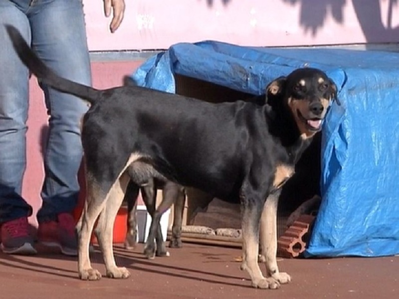 Pelo menos 30 cães morrem por cinomose em Palmital