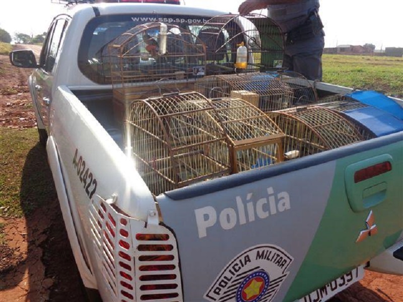 Polícia Ambiental resgata pássaros ameaçados de extinção