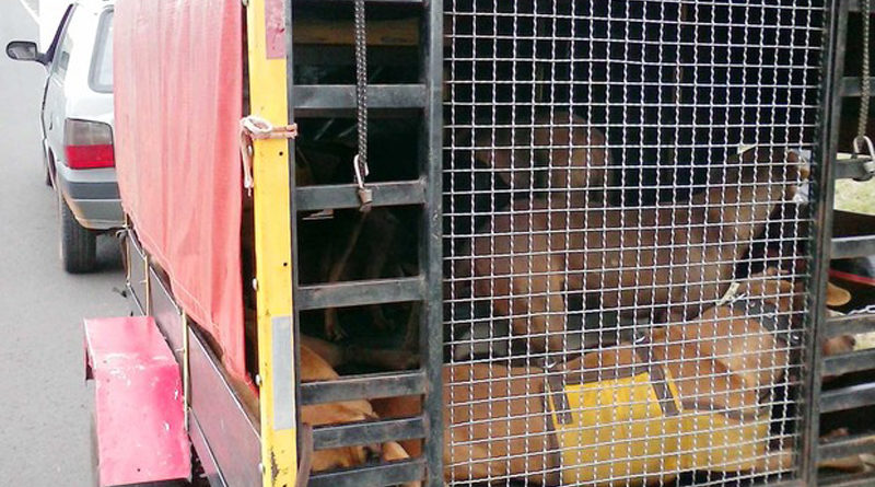 Caçador leva multa de R$ 27 mil por maus-tratos no transporte de cães