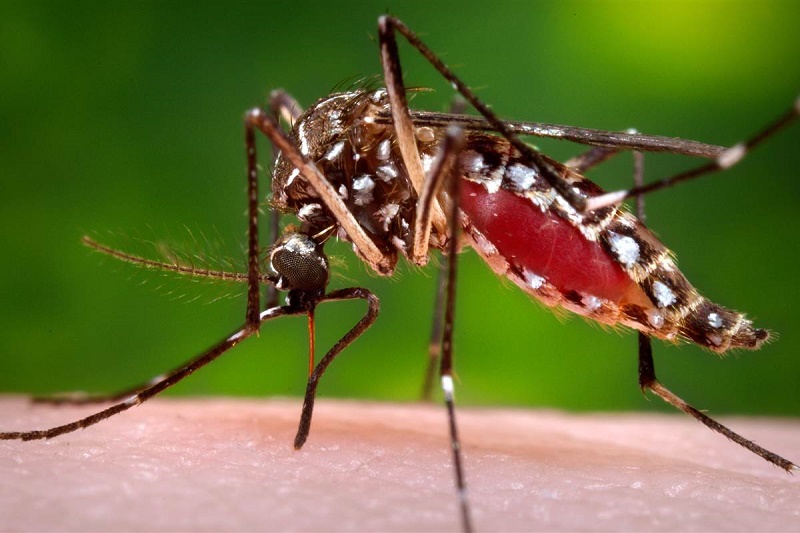 Luta contra o Aedes deve ser intensificada em Paraguaçu