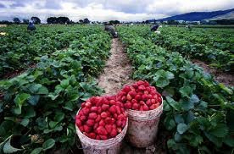 Apta realiza palestra sobre cultivo em substrato de morango e hortaliças