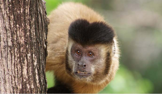 Para prevenir a febre amarela, associação de Assis deixa de receber macacos