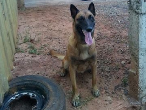 Cachorra desaparece de chácara perto do antigo Gaudério