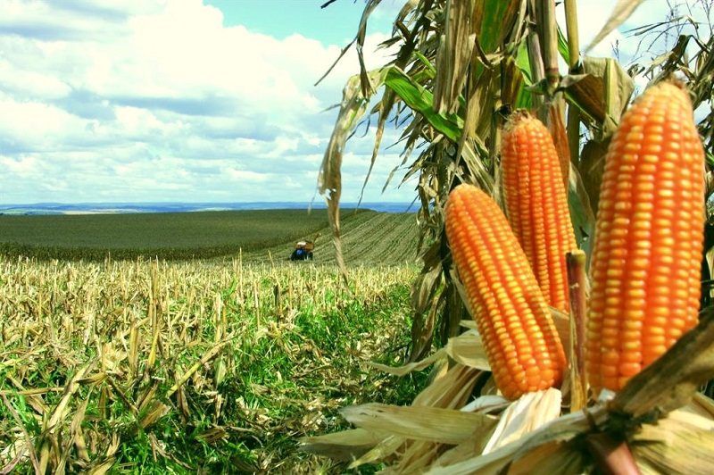Governo autoriza operações de apoio a produtores de milho