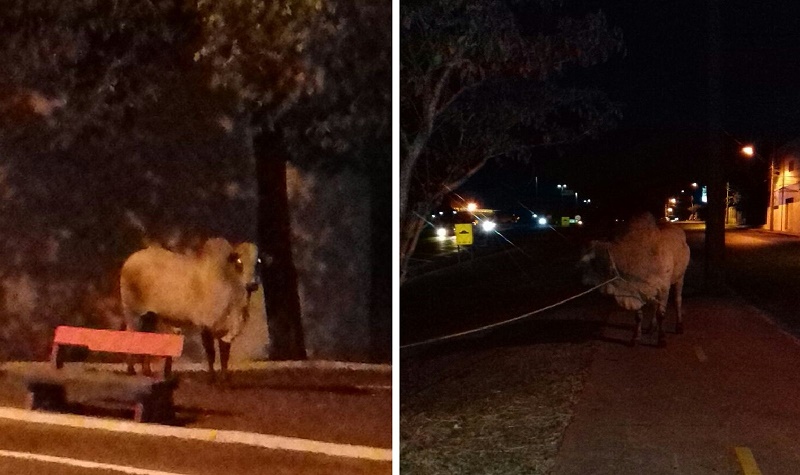 Touros 'passeiam' às margens de rodovia e causam confusão no trânsito de Pompeia