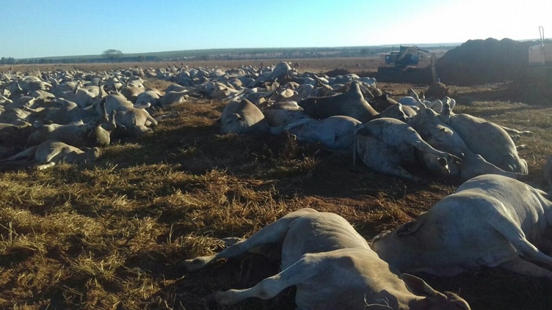 Mais de mil animais morreram em uma fazenda em MS por suspeita de botulismo