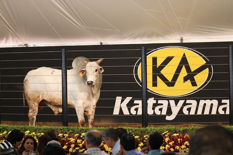 Leilão Katayama fatura R$ 7,1 milhões  com a venda de touros e fêmeas Nelore KA