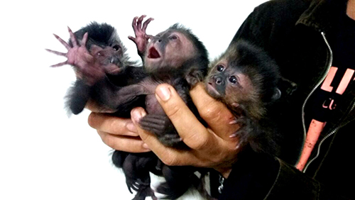 Filhotes de macaco-prego são apreendidos em bagageiro de ônibus em Ourinhos