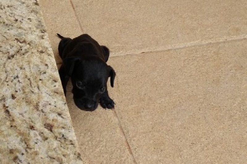 Vídeo com abandono de cachorrinha, em Assis, viraliza na net