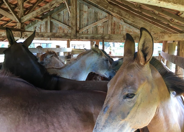 Prefeitura retoma recolha de animais de grande porte soltos nas ruas