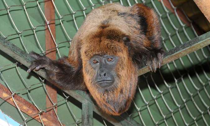 Macaco bugio ataca criança de 1 ano em Ourinhos-SP