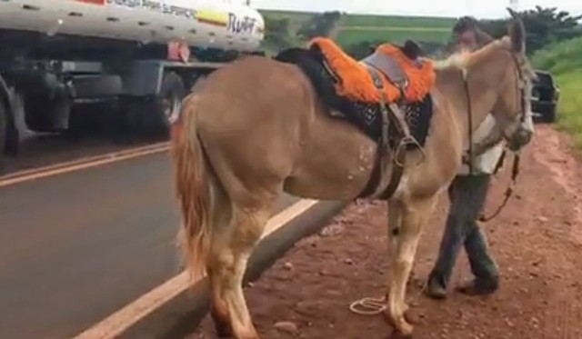 Após surpreender homem montado em burro com droga, polícia prende 4 por tráfico em rodovia