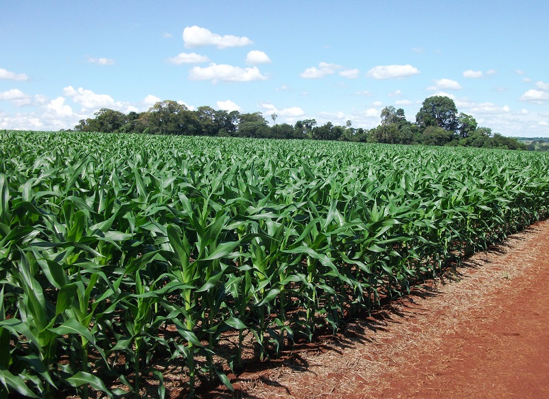 Agricultor é atropelado e morto por colheitadeira em Cândido Mota