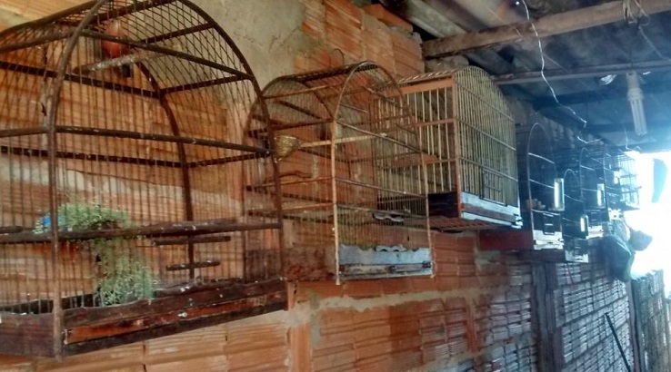Polícia Ambiental constata aves mantidas em cativeiro em Cândido Mota e Marília