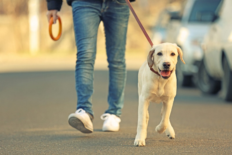 Entrevias integra campanha estadual contra abandono de animais na rodovia