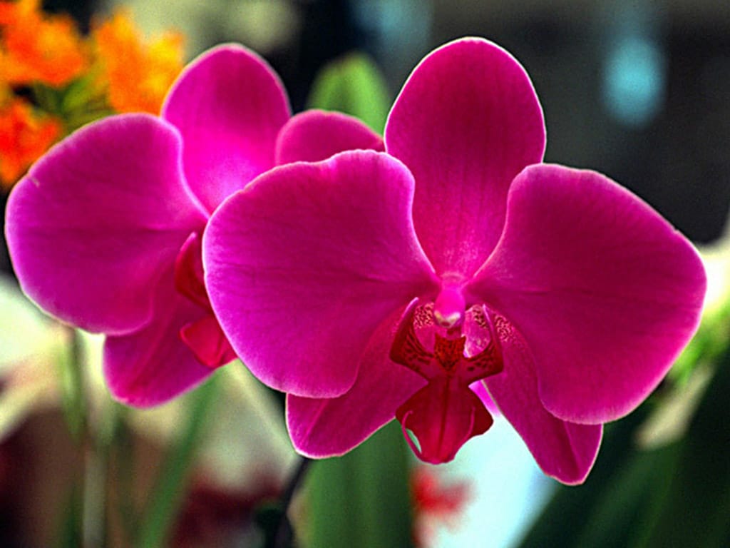 Termina hoje a 48ª Exposição Nacional de Orquídeas de Assis