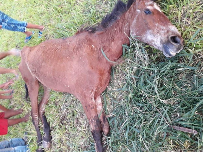 'SOS Pets' convoca população para protestar contra maus tratos aos animais de Assis