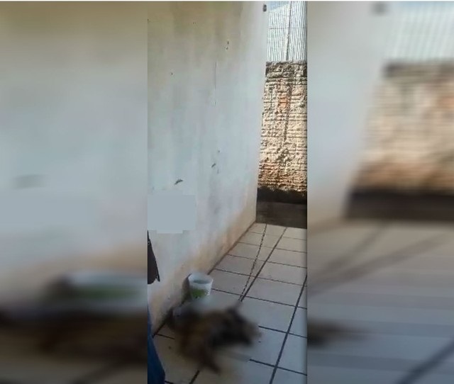 Cachorra é encontrada acorrentada e em estado de decomposição em Assis