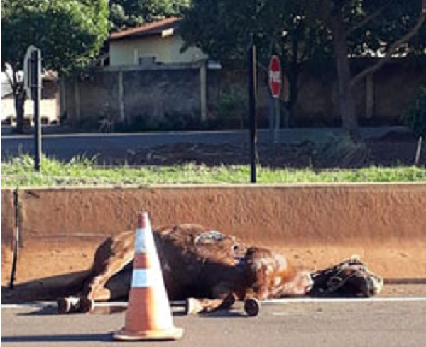 Cavalo invade pista, é atropelado e causa capotamento na Rodovia Miguel Jubran