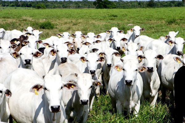 35 cabeças de gado são furtadas em propriedades na SP-333