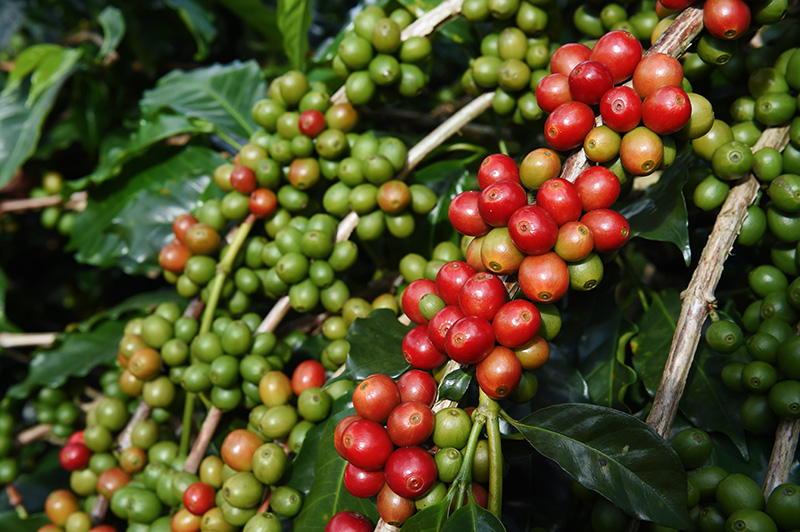 Café registra alta no preço nesta segunda-feira (30)