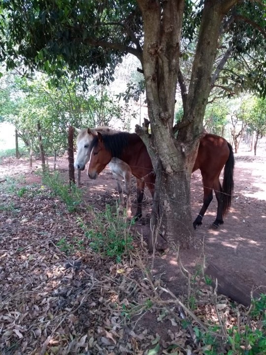 Dois cavalos são furtados em Assis e dona pede ajuda