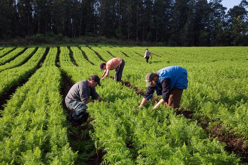 Convenção Coletiva de Trabalho estabelece novo piso para Trabalhadores Rurais de Assis e região