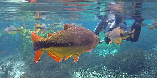 Bonito é lindo, maravilhoso!