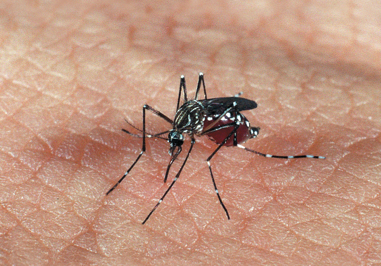 Cândido Mota confirma 11 casos de dengue
