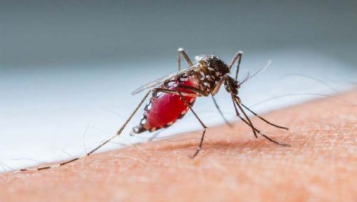 Jovem de 23 anos morre com suspeita de dengue hemorrágica em Rancharia