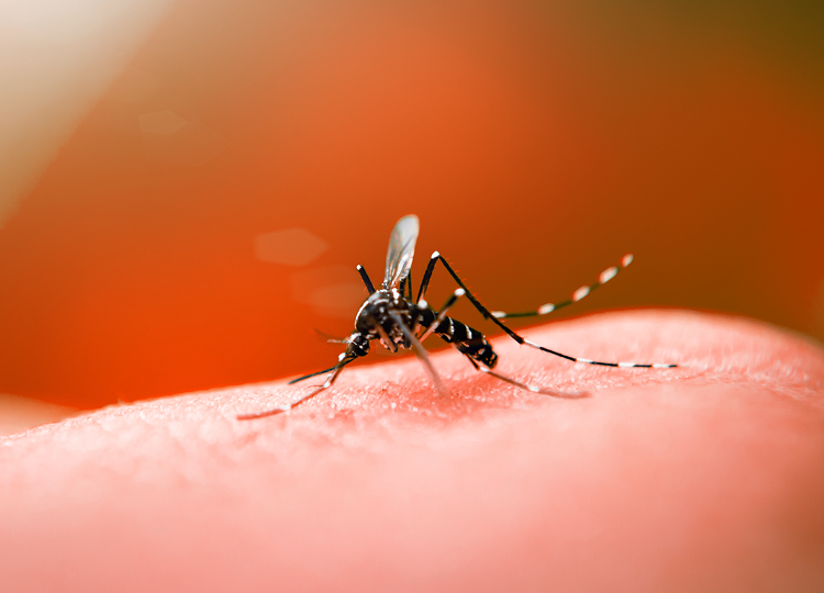 Assis tem 195 casos positivos de Dengue