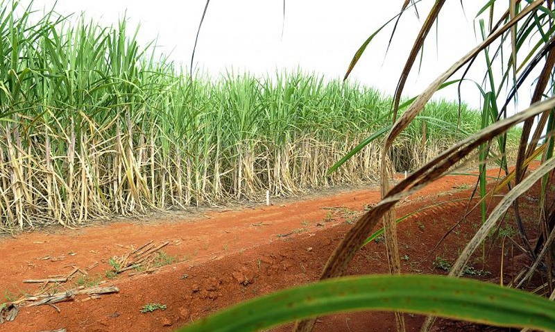 Governo cria financiamento para ajudar setor sucroalcooleiro durante pandemia