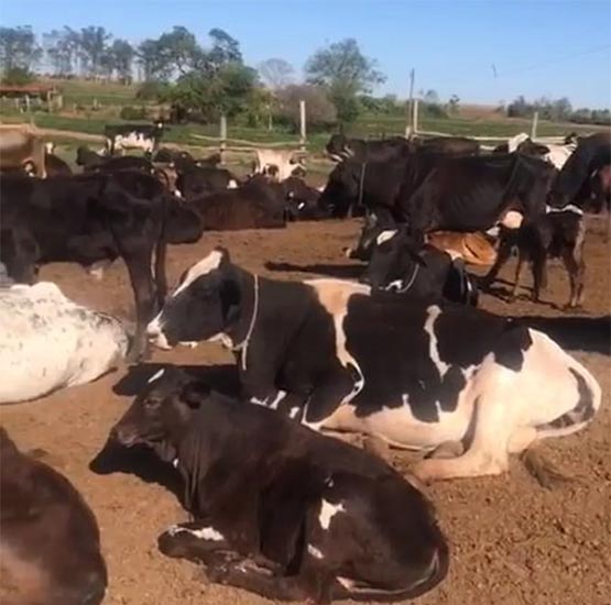 Polícia recupera gado furtado e prende suspeito em fazenda de Quatá