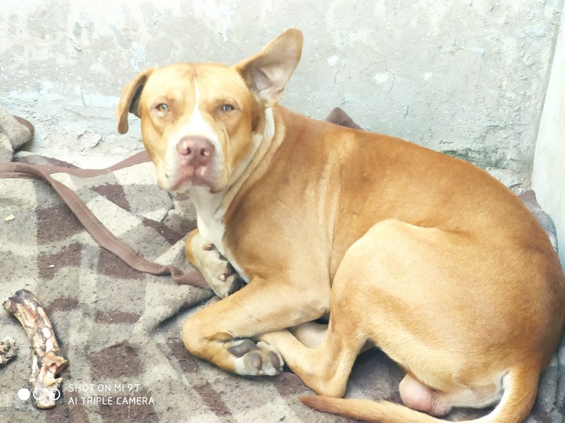 Homem mata cachorro a pauladas e tijoladas no Distrito Industrial de Assis