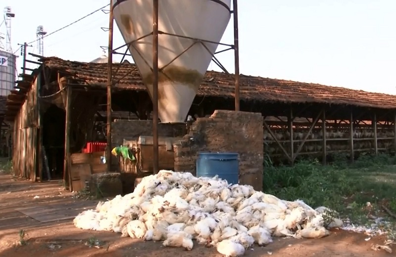 Produtores de ovos de Bastos relatam morte de mais de 30 mil galinhas por causa do calor