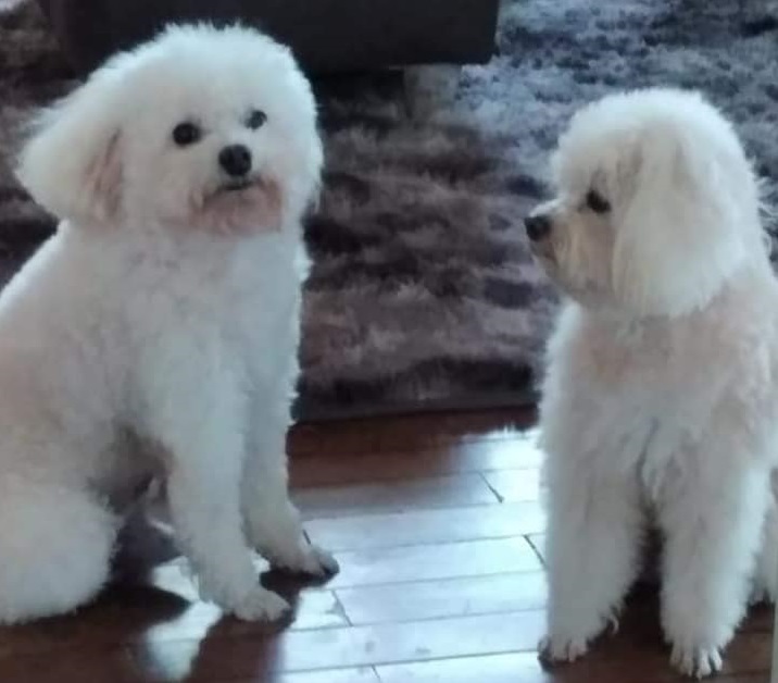 Donos procuram por dois cães da raça poodle, desaparecidos em Assis