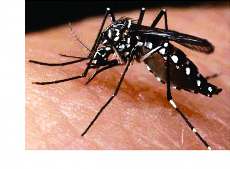 Doenças transmitidas pelo Aedes aegypti preocupam neste período de verão e chuva