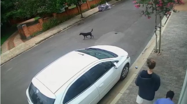 Polícia investiga abandono após casal deixar cachorro em rua de Assis