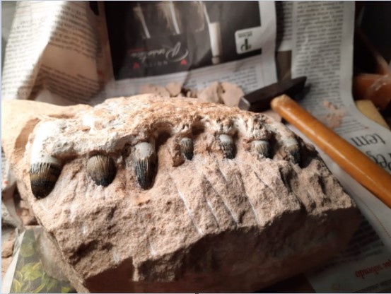 Eixo SP localiza fósseis de dinossauros em obras na SP 294