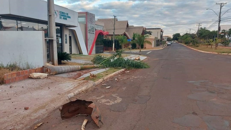 Caminhonete arranca duas palmeiras em Avenida de Assis