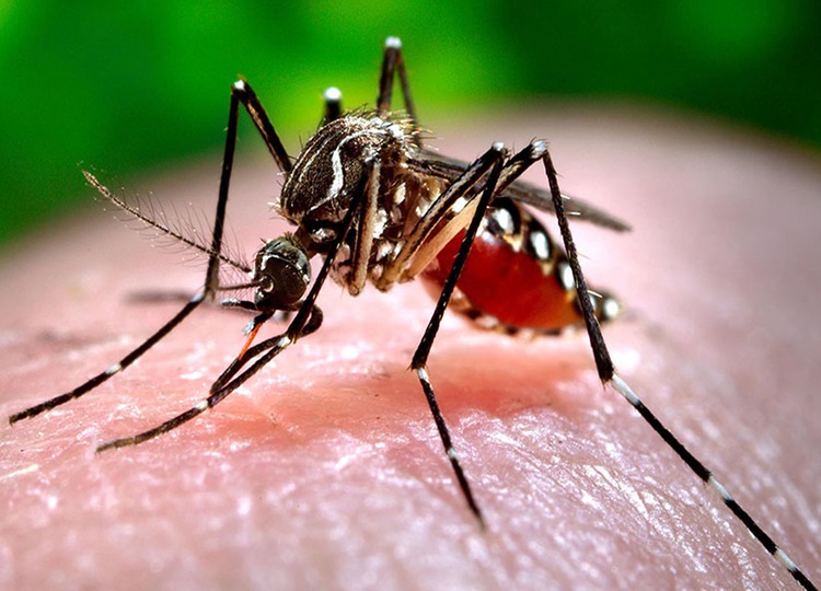 Assis registra 517 casos positivos de dengue e 126 aguardam resultados