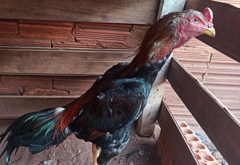 Polícia Ambiental multa seis pessoas em R$ 36 mil por suspeita de manter aves para rinhas em Assis