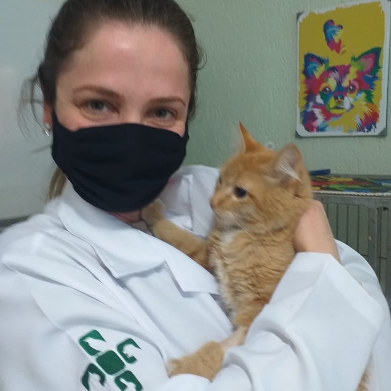 Gatinho atropelado é salvo graças à generosidade de veterinárias