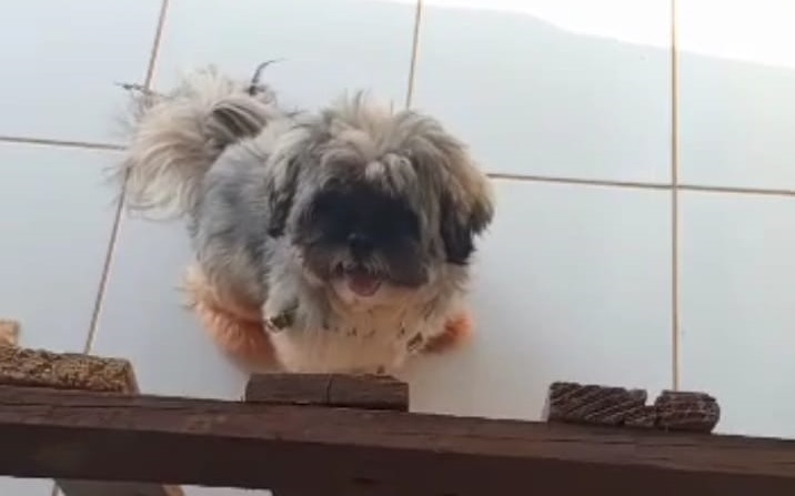 Família pede ajuda para encontrar cãozinho desaparecido