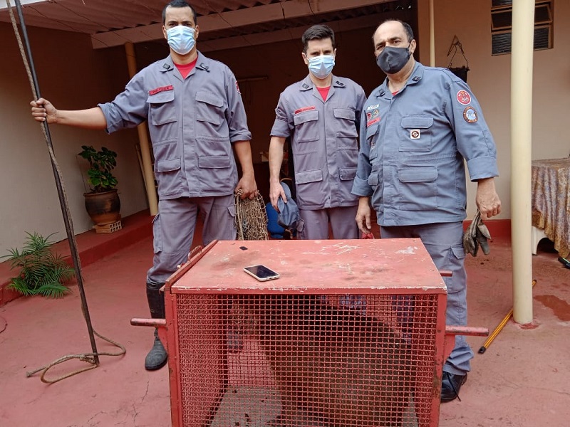 Bombeiros de Assis capturam capivara em residência na Vila Adileta