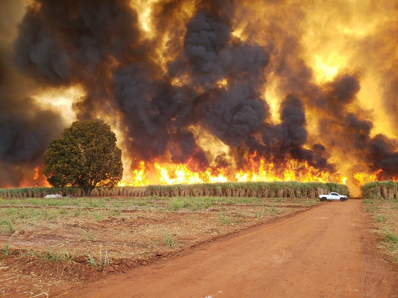 Animais morrem queimados em incêndio de grande proporção em Palmital-SP