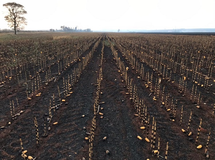 Palmital: Produtor perdeu 100% da produção em incêndio e ainda corre o risco de multa