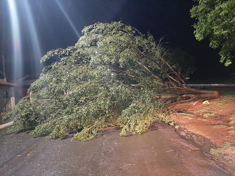 Temporal derruba árvores e causa muitos estragos em Maracaí